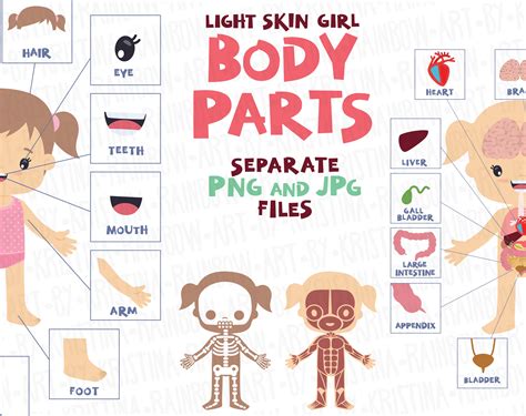 Girl Body Parts Clip Art, Visual Scheme Illustration, Internal Organs, Muscles Cartoon, Skeleton ...