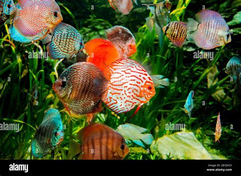 Image result for Discus Fish Water Conditions