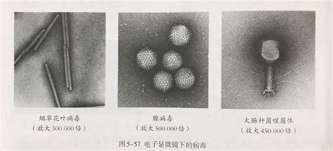 【病毒学】第三节 病毒的结构 - 知乎