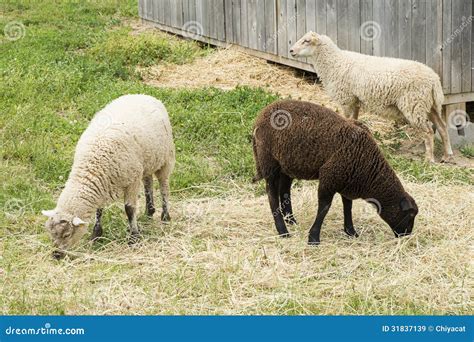 White and Black Sheep Grazing in the Field Stock Image - Image of ...