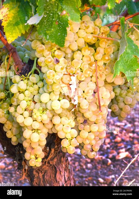 Grapes 的图像结果