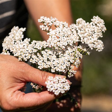 The Best Homesteading Shows on Television - Homestead Living