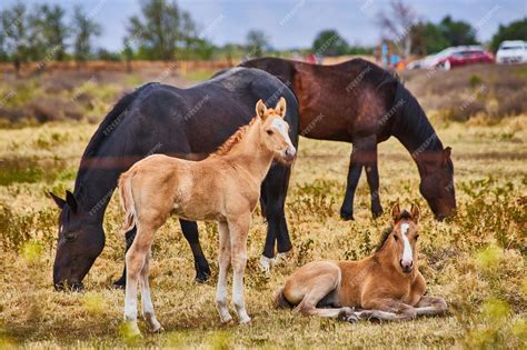 Premium Photo | Foal and horses on farm resting in shade