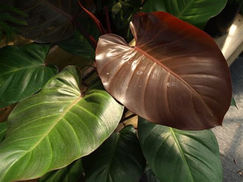 Philodendron | Home & Garden Information Center