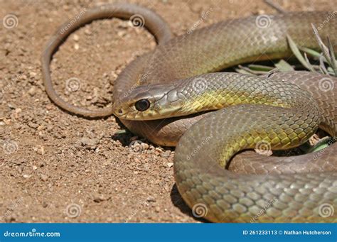 Western Yellow-bellied Racer Snake Coiled Coluber Constrictor Mormon ...