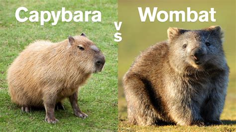 Nutria Vs Capybara