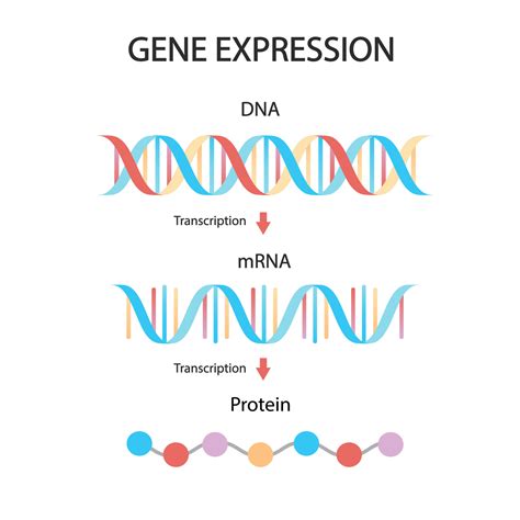 DNA replication, RNA, mRNA, protein synthesis, translation. Biological ...