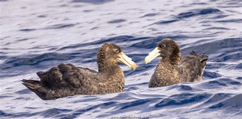 Northern and Southern Giant Petrel courtship and breeding – Alex Aitkenhead