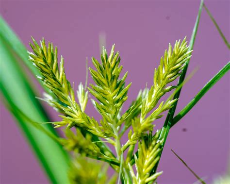 Cyperus esculentus (Abdülaziz) - Kocaeli Bitkileri