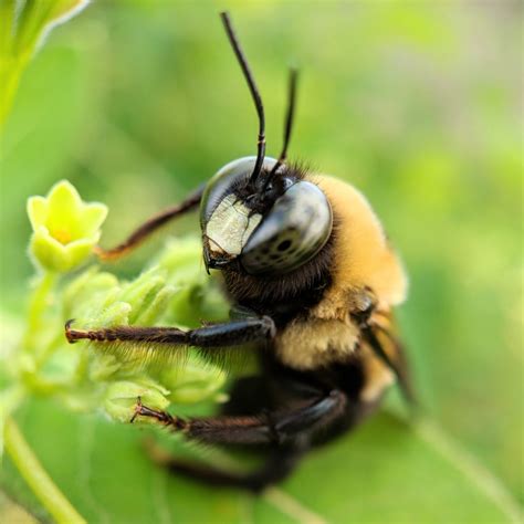 A Close-Up View of a Male Carpenter Bee | Smithsonian Photo Contest ...