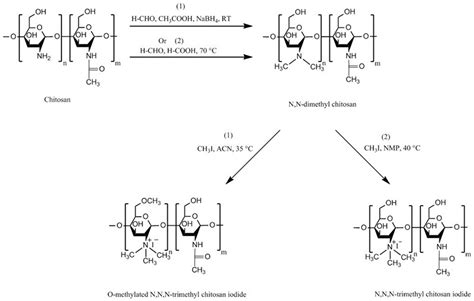 Chitosan and Its Derivatives for Application in Mucoadhesive Drug ...