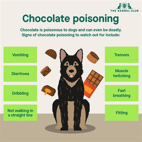 What Are The Symptoms Of Chocolate Poisoning In Dogs