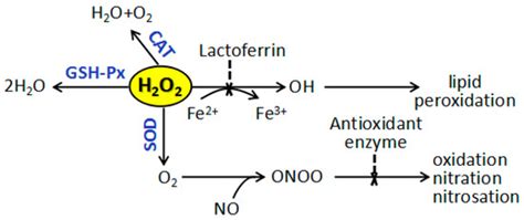 Protection of Spleen Tissue of γ-ray Irradiated Mice against ...