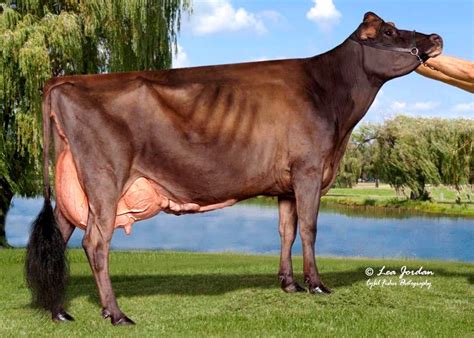 Jersey | Jersey cow, Cattle, Animals