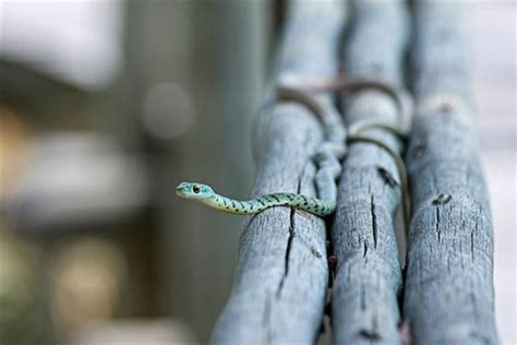 周公解梦梦见蛇是什么意思 做梦梦见蛇代表什么_起名网