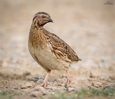 Spain: Capercaillie & Quail - Ignacio Yufera