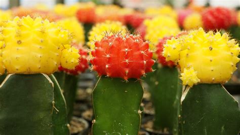 The Moon Cactus (Gymnocalycium Mihanovichii) – Green Garden Tribe