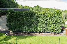 schnellwachsende pflanze als sichtschutz sichtschutz ideen f 252 r den garten schnellwachsende pflanze als sichtschutz sichtschutz ideen f 252 r den garten