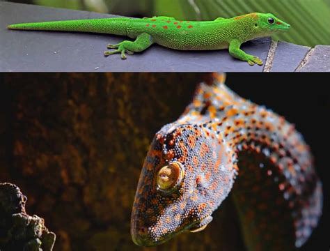 Tokay Gecko vs Madagascar Giant Day Gecko: Which One is Right for You ...