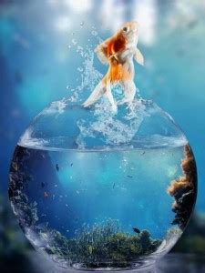 AJAY CENTER 10" Aquarium Tank 18 Round Ends Aquarium Tank Price in ...