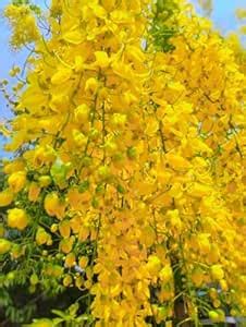 Gardens Dwarf Rare Cassia Fistula Golden Shower Tree Kanikkonna ...