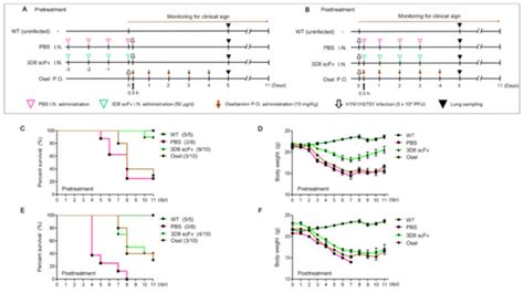 A Therapeutically Active Minibody Exhibits an Antiviral Activity in ...
