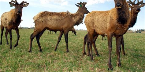 DNR encourages hunters to volunteer to help grow CWD testing