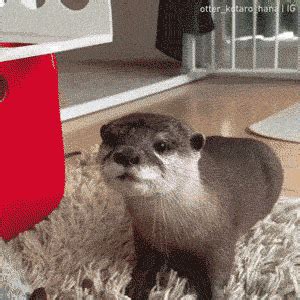 Image result for Otter Using Vending Machine