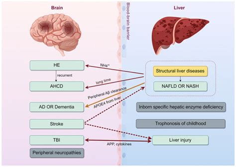 IJMS | Special Issue : Crosstalk between Metabolism and Neuroprotection