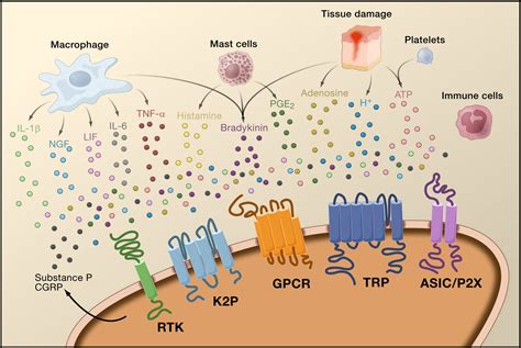 Plants Pain Receptors at Jamie Anthony blog