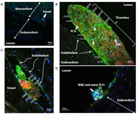 Animals | Special Issue : Comparative Pathology and ...