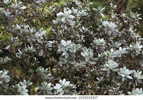 Image result for Computer Desktop Screen