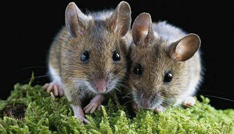 灭鼠公司分辨常见的三种老鼠类型【帮帮百科】
