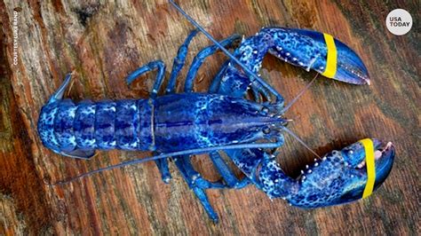 Baby Blue Lobster Amazon.com: Inktastic Funny Lobster Lover Kids