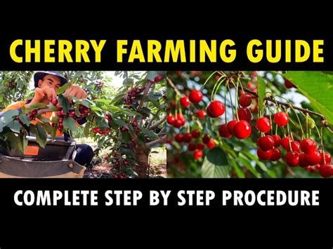 Cherry Farming / Cherry Cultivation information Guide | Cherry Planting ...