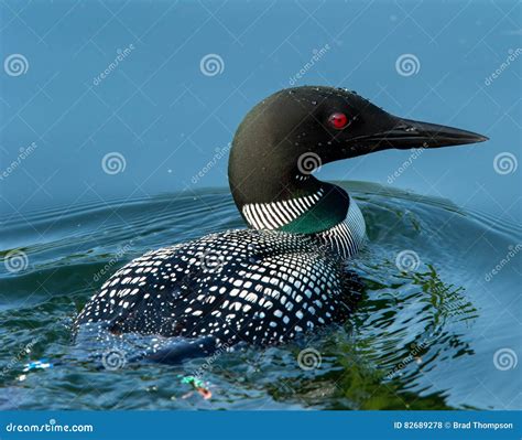 Common Loon Gavia Immer Closeup Stock Photo - Image of closeup, white: 82689278
