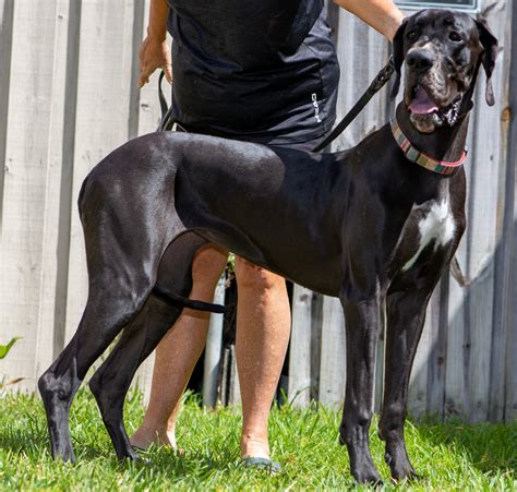 Adults - Full European Great Dane Puppies for Sale