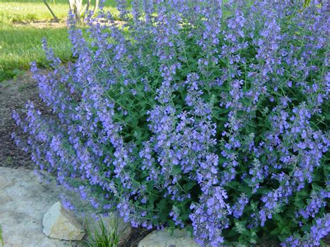 Walker's Low Catmint | Grimm's Gardens