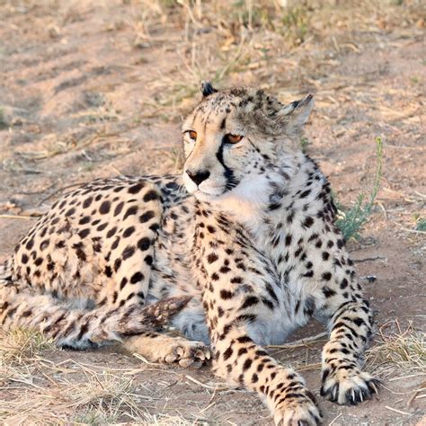 OKONJIMA BUSH CAMP (Otjiwarongo, Namibia, Africa) - B&B Reviews, Photos ...
