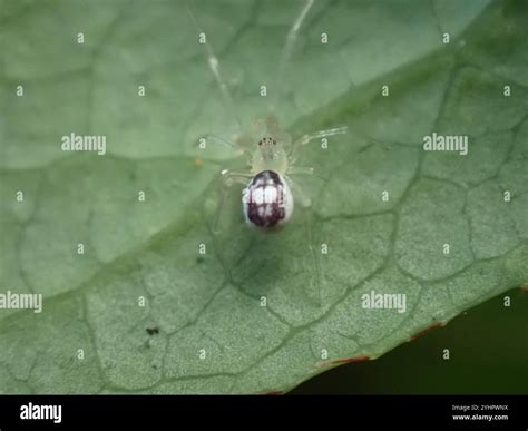 Comb-footed Spiders (Theridiidae Stock Photo - Alamy