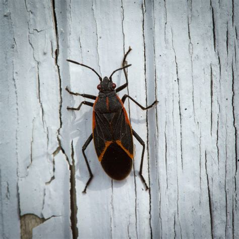 Boxelder Bug Facts: Identification and Prevention Tips | Western Pest