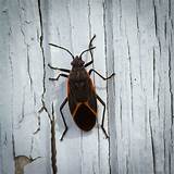 Bugs That Look Like Box Elder Bug at Robert Guajardo blog