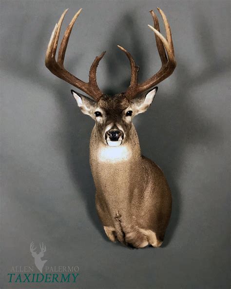 Whitetail Deer Taxidermy Mount SKU 2563 | atelier-yuwa.ciao.jp