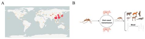 Epidemiology, Transmission, and Evolution of Japanese Encephalitis Virus
