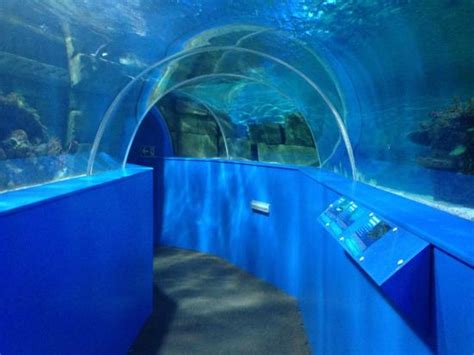 Dissapointing - Reviews, Photos - Hastings Aquarium - Tripadvisor