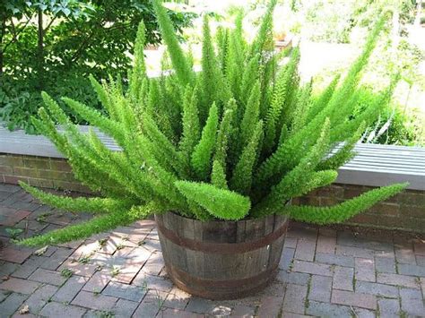 "Live Asparagus Fern Plant - Healthy and Lush | Indoor Houseplant, Easy ...