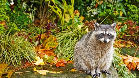 Download wallpaper 1920x1080 raccoon, grass, autumn, sit full hd, hdtv ...