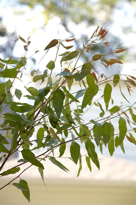 Exploding Eucalyptus 的图像结果