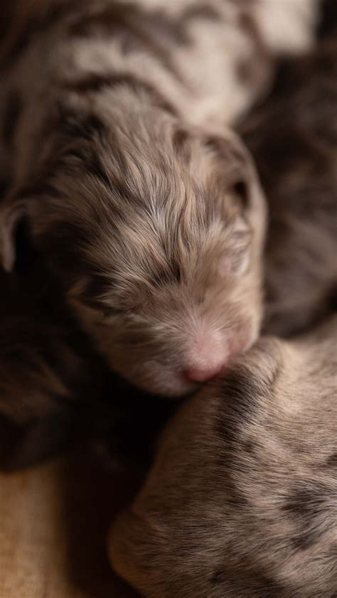 Image result for First Breeding Dogs