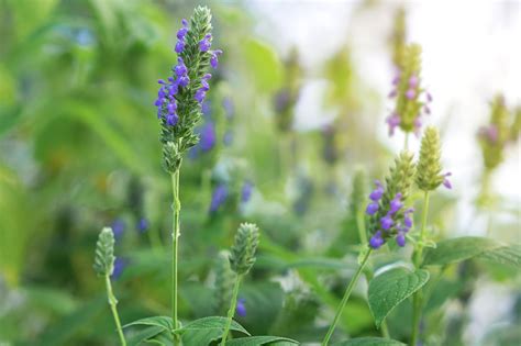 How to Grow a Chia Plant in Your Garden